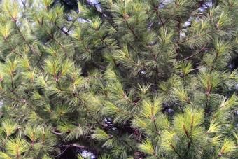 Ponderosa Pine Държавното дърво в Монтана