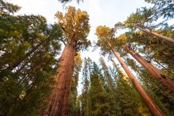 Kæmpe sequoia træer, Sequoia National Park