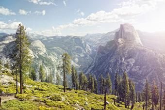 Halvkuppel i Yosemite med forgrundstræer